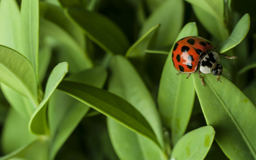 RESPONSIBLE PEST MANAGEMENT (RPM) FRAMEWORK