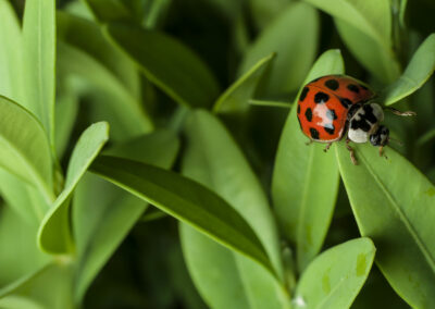 RESPONSIBLE PEST MANAGEMENT (RPM) FRAMEWORK