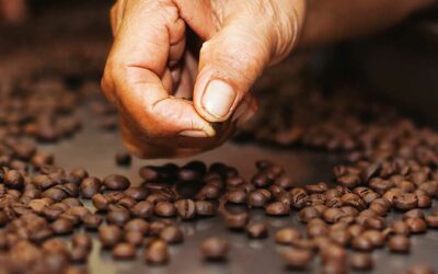 Sustainable Coffee Challenge